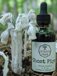 THE GHOST PIPE TINCTURE: A Powerful Natural Pain and Stress Reliever