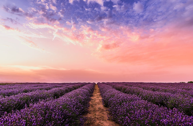 The Blossoming Connection Between Food and Flowers: Dining Experiences Inspired by Nature